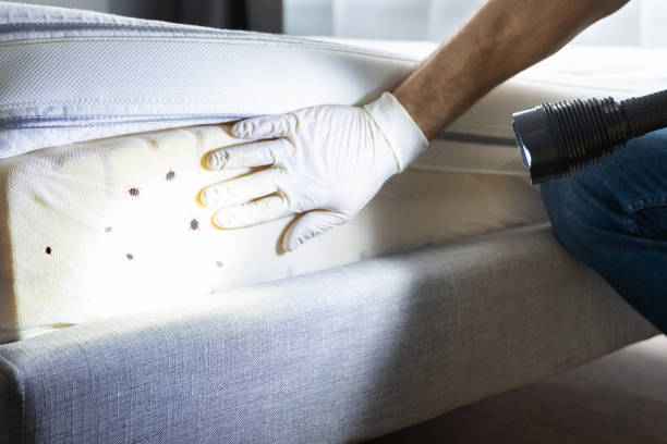 Best Termite Control Services  in Pasadena, MD